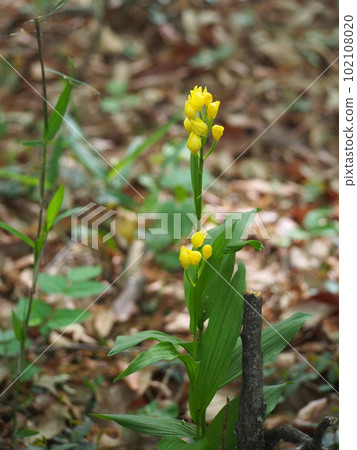 金蘭花(群馬縣綠市笠岳町琴平山/麻見山) 金蘭花(群馬縣綠市笠岳町琴平山/麻見山) 102108020