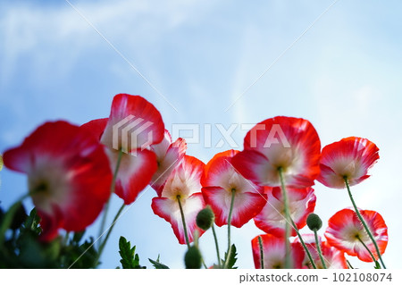 iceland poppy poppy red flower red white flower red and white icelandic papaver nudicau 102108074