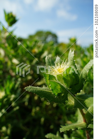 santorisou cnicus benedictus santori santorisou green leaf flower box rare santorisou cnicus benedictus santori santorisou green leaf flower box rare 102108089