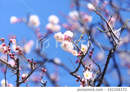 中山寺的梅花 中山寺的梅花 102108372