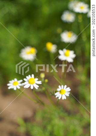 Botanical garden, flower, Tokyo, Japan, outdoors, sky, blue sky, cloud, flower, May, spring, plant, nature, Japan, spring, herb, Botanical garden, flower, Tokyo, Japan, outdoors, sky, blue sky, cloud, flower, May, spring, plant, nature, Japan, spring, herb, 102108533