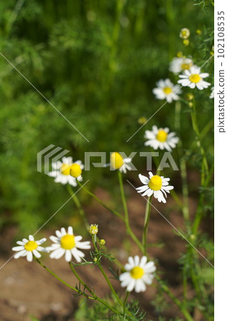 Botanical garden, flower, Tokyo, Japan, outdoors, sky, blue sky, cloud, flower, May, spring, plant, nature, Japan, spring, herb, Botanical garden, flower, Tokyo, Japan, outdoors, sky, blue sky, cloud, flower, May, spring, plant, nature, Japan, spring, herb, 102108535