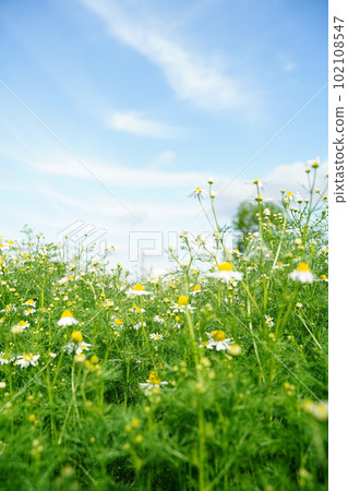 Botanical garden, flower, Tokyo, Japan, outdoors, sky, blue sky, cloud, flower, May, spring, plant, nature, Japan, spring, herb, 102108547