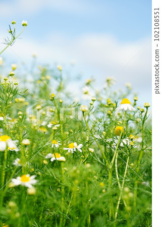 Botanical garden, flower, Tokyo, Japan, outdoors, sky, blue sky, cloud, flower, May, spring, plant, nature, Japan, spring, herb, 102108551