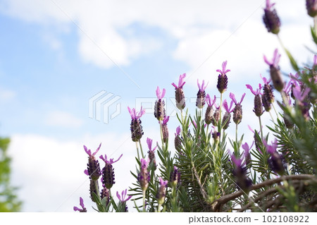 薰衣草, 花, 紫色, 薰衣草 abon view, lavandula stoechas, subsp, ped 102108922