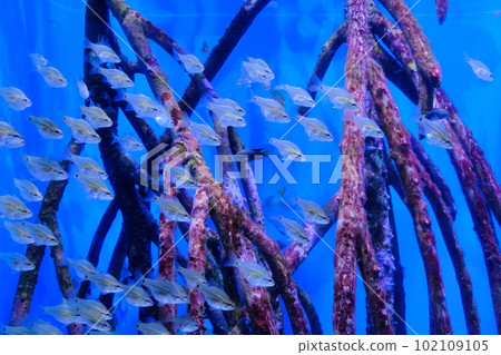 Blue-eyed sea bream (Okinawa Churaumi Aquarium) 102109105