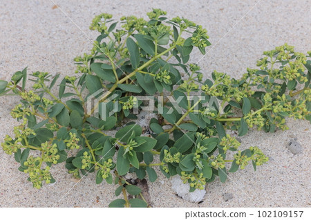 Natural plant: Hama taigeki, a southern seaside plant. On the sandy beach in the northern part of the main island of Okinawa 102109157