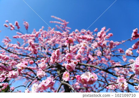 Plum Grove of Nakayama Temple Plum Grove of Nakayama Temple 102109710