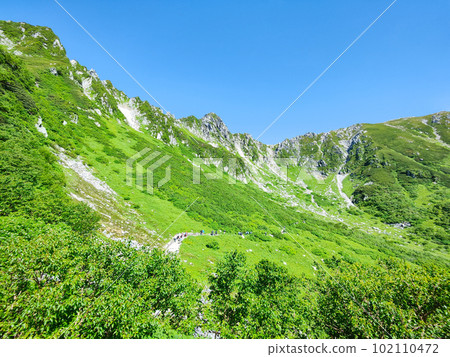 Senjojiki curl (summer) Senjojiki curl (summer) 102110472