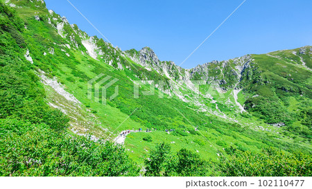 Senjojiki curl (summer) 102110477