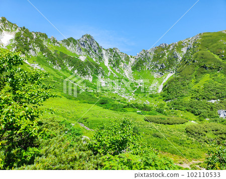 Senjojiki curl (summer) 102110533