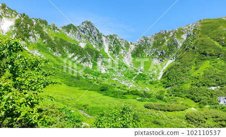 Senjojiki curl (summer) 102110537