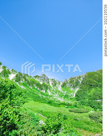 Senjojiki curl (summer) 102110556