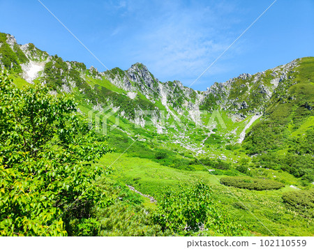 Senjojiki curl (summer) 102110559