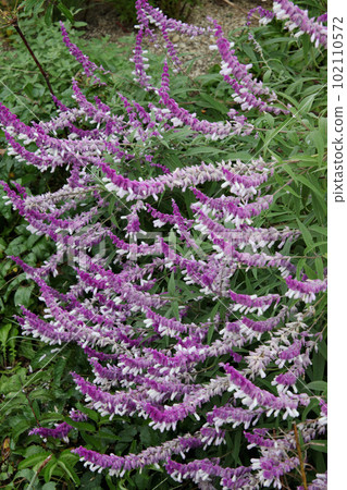 Landscape with amethyst sage Landscape with amethyst sage 102110572