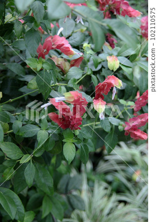 小蝦花 小蝦花 102110575