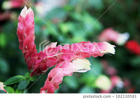 小蝦花 102110581
