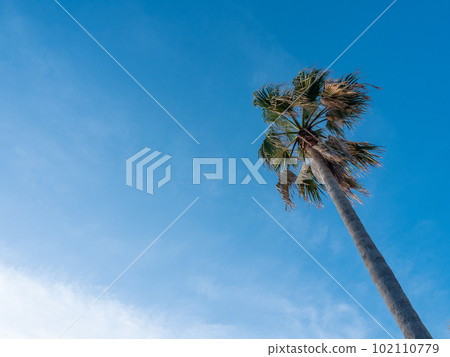 Palm tree Palm tree 102110779