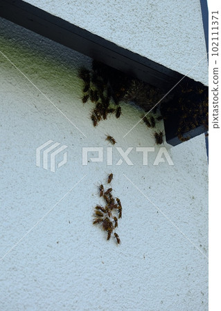 Paper Wasp Nest Building [Tsukui, Sagamihara City, September] 102111371