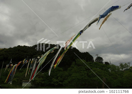 Carp streamers in Shimoda rice fields 102111766