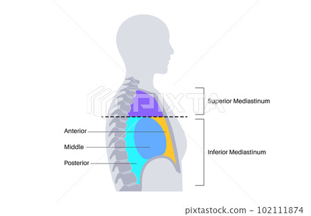 Mediastinum infographic poster Mediastinum infographic poster 102111874