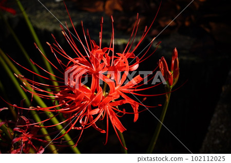 Higambuna紅色花 102112025