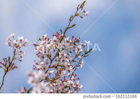 櫻花,櫻花。 櫻花,櫻花。 102112169