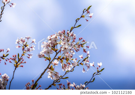 櫻花,櫻花。 櫻花,櫻花。 102112180