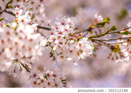 櫻花,櫻花。 櫻花,櫻花。 102112186