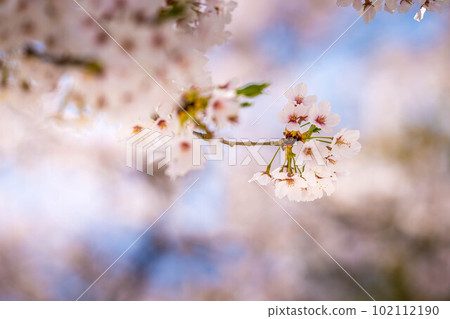 櫻花,櫻花。 櫻花,櫻花。 102112190