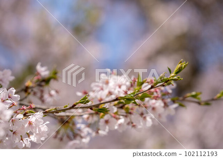 櫻花,櫻花。 櫻花,櫻花。 102112193