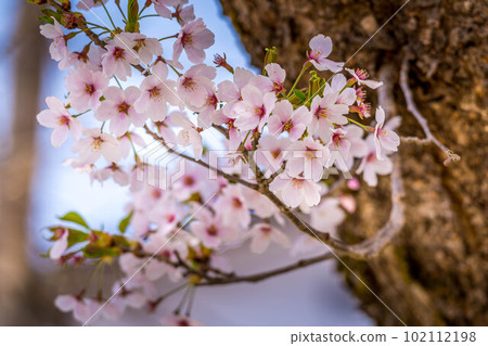 櫻花,櫻花。 櫻花,櫻花。 102112198