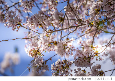 Sakura, Sakura. Sakura, Sakura. 102112201