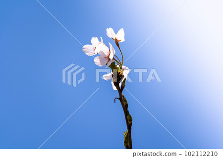 櫻花,櫻花。 櫻花,櫻花。 102112210