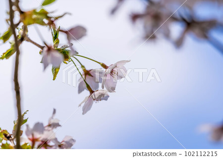 櫻花,櫻花。 櫻花,櫻花。 102112215