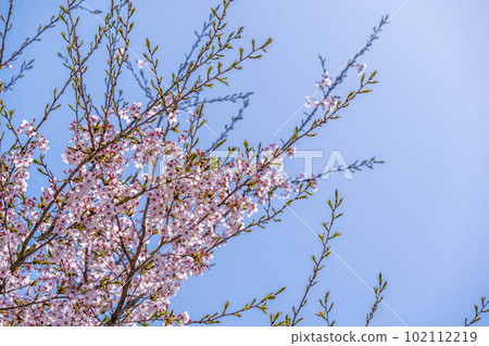 櫻花,櫻花。 櫻花,櫻花。 102112219