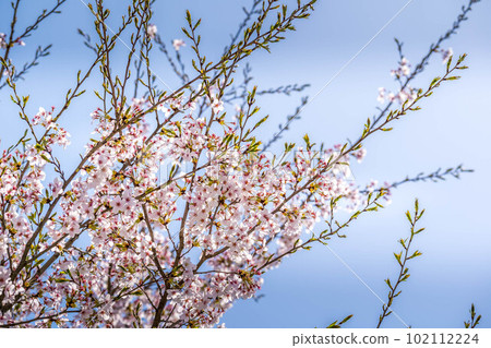 櫻花,櫻花。 櫻花,櫻花。 102112224