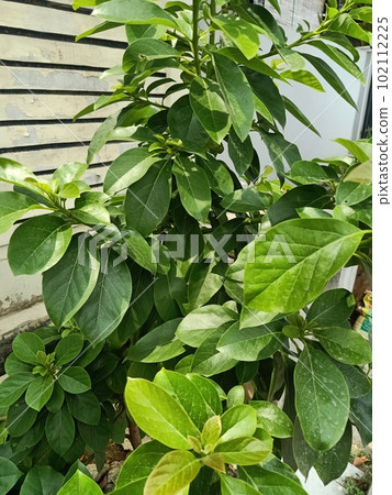 Close up of avocado plant Close up of avocado plant 102112225