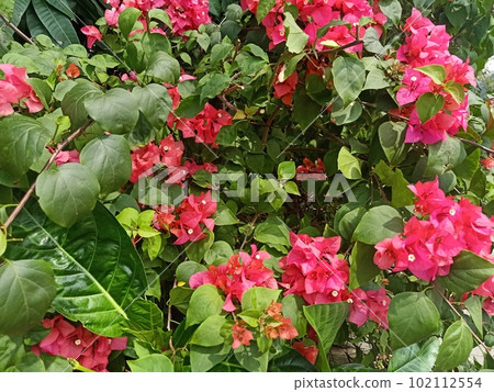 Close up of paperflower plant with pink flowers 102112554