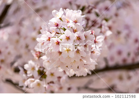櫻花,櫻花。 櫻花,櫻花。 102112598