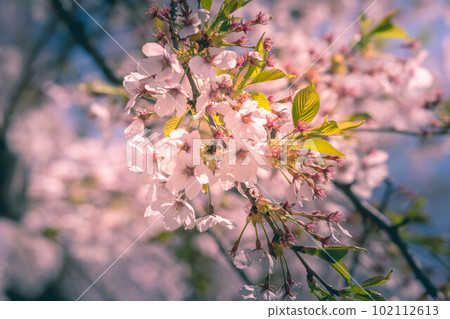 櫻花,櫻花。 櫻花,櫻花。 102112613