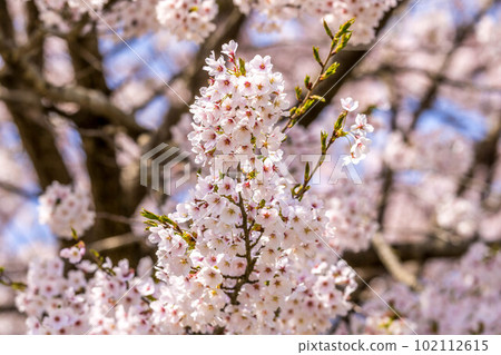 櫻花，櫻花。 102112615