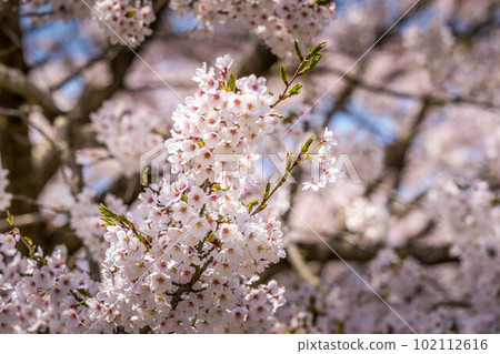 櫻花,櫻花。 櫻花,櫻花。 102112616