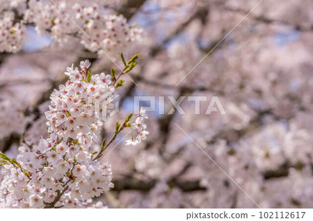 櫻花,櫻花。 櫻花,櫻花。 102112617