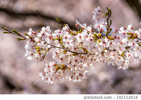 櫻花,櫻花。 櫻花,櫻花。 102112618