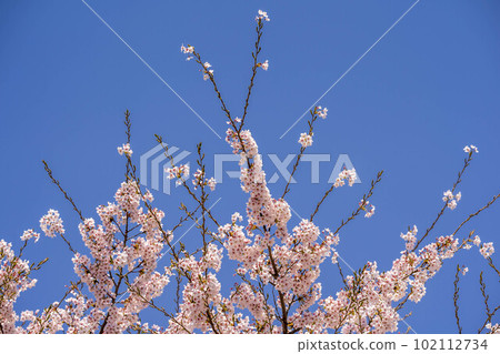 櫻花,櫻花。 櫻花,櫻花。 102112734