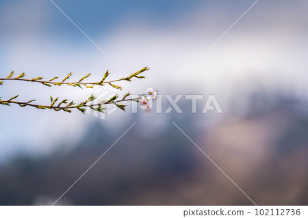 櫻花,櫻花。 櫻花,櫻花。 102112736