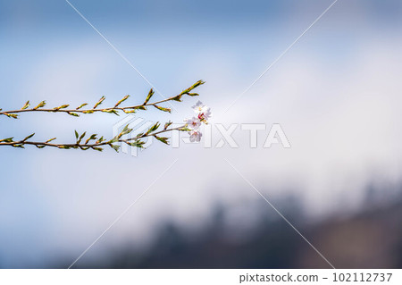 櫻花,櫻花。 櫻花,櫻花。 102112737