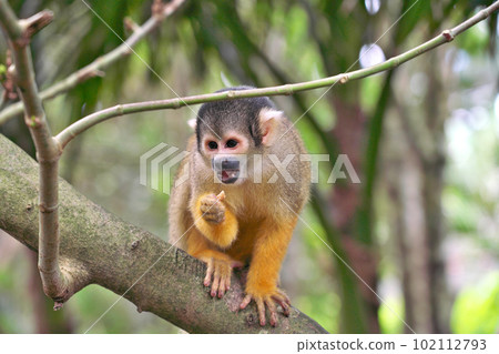 [Ishigaki Yaima Village (Squirrel Monkey)] Nagura, Ishigaki City, Okinawa Prefecture 102112793