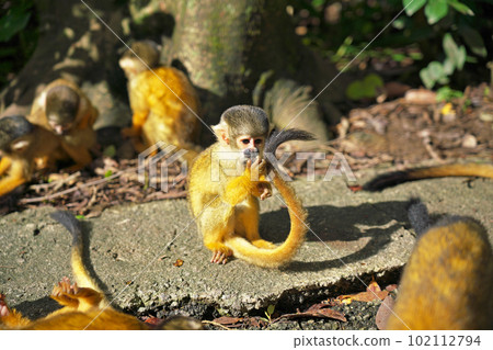 [Ishigaki Yaima Village (Squirrel Monkey)] Nagura, Ishigaki City, Okinawa Prefecture 102112794